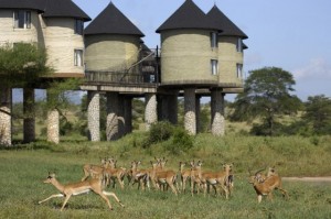 Sarova hotel Tsavo Keňa